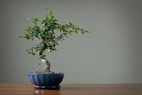 Bonsai de Jabuticaba: Como Cuidar